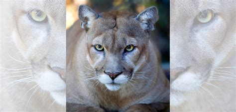 Eastern Cougars Declared Extinct—aiding Reintroductions