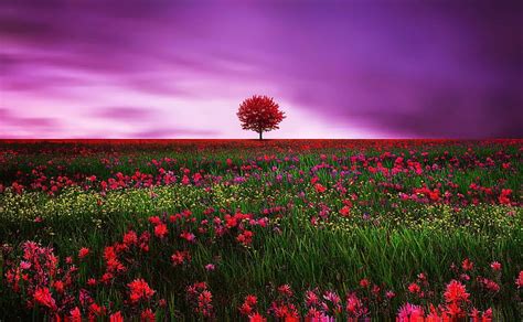 1920x1080px 1080p Free Download Red Tree Colorful Amazing Lovely