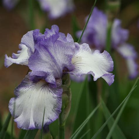 Tips On Growing Bearded Iris Bulbs Acer Landscape Services