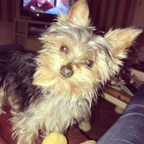 Miniature Yorkshire Terrier Female Age 1 Year In Swindon Wiltshire