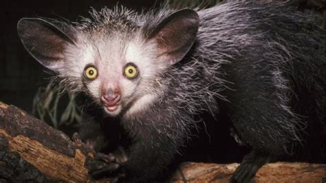 Aye Aye Facts Strange Primate Of Madagascar