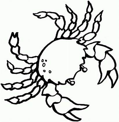 Coloring Crab Sea Realistic Animals Pages Template