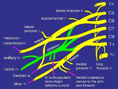 1 Brachial Plexus And Its Applied Anatomy 1