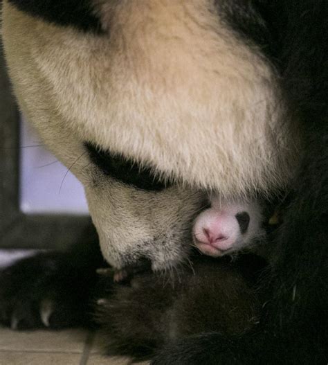Aussi douce que mignonne, elles sont parfaites pour offrir à vos amis, vos collègues et surtout votre famille. Les 10 photos les plus craquantes du bébé panda né au zoo ...