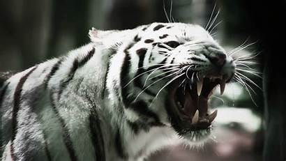 Tiger Fangs Bared Wild Cats Animals Wallpapers