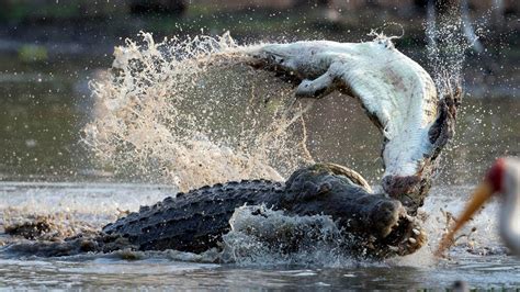 Monster Cannibal Crocodile Kills And Eats Young Rival In Savage