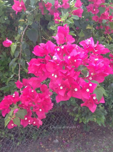 Maybe you would like to learn more about one of these? Tree With Hot Pink Flowers-Florida. | Beautiful Flowers ...