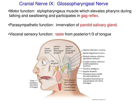 Ppt Cranial Nerves Powerpoint Presentation Id2184906