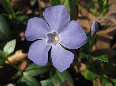 Check spelling or type a new query. 8 Awesome Heat and Drought-Tolerant Annual Flowers and ...