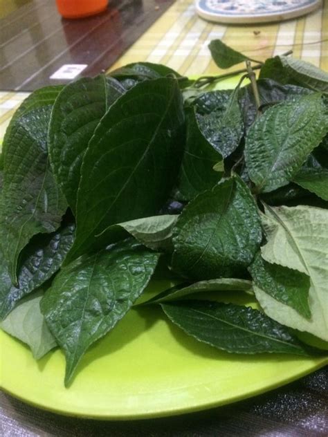 Manfaat dari tanaman ini hampir sama dengan manfaat dari daun. My soul....Sekadar catatan perjalanan hidup.....: Rawatan ...