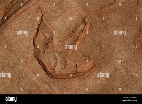 Fossil Dinosaur Footprint On Stripped Layered Sandstone Rock Southern Utah Stock Photo Alamy