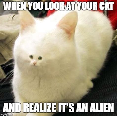 Weird Memes Cats