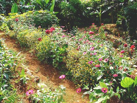Flowers cut before the heat of the day and before they have been pollinated last longer than flowers cut after the temperatures have started rising and pollinators become active. Mambulaoans WorldWide Buzz: Cut-flower garden project donation
