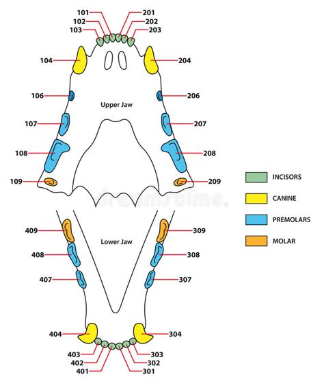 These guidelines will vary from dog to dog, and they also depend on the kind of dental care (if any) they purina: Construction Of A Cats Teeth Dental Formula Stock Vector ...