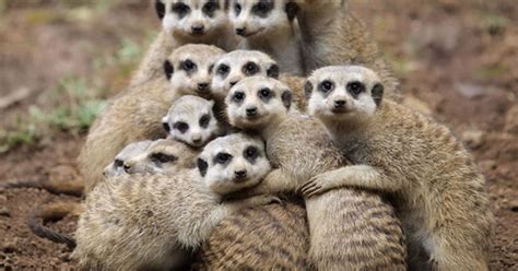 Cute Meerkats Keep Warm In The Cold With A Group Cuddle