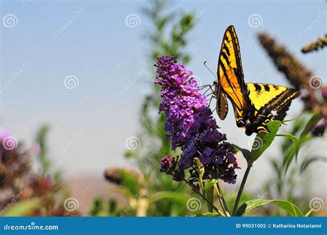 Mariposa Occidental Del Rutulus De Tiger Swallowtail Papilio Que