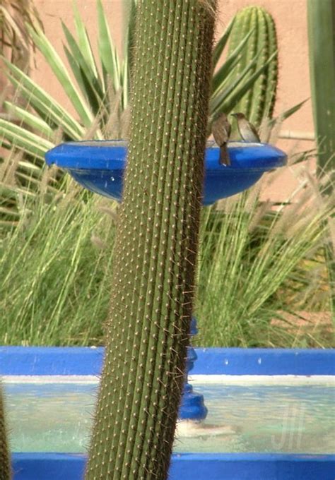 Au maroc, dans la province de tiznit le cactus occupe la plus. JARDIN MAJORELLE - MARRAKECH (MAROC) - JO TOURTIT