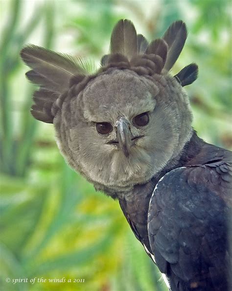 A Stern Look From The Harpy Eagle A Photo On Flickriver