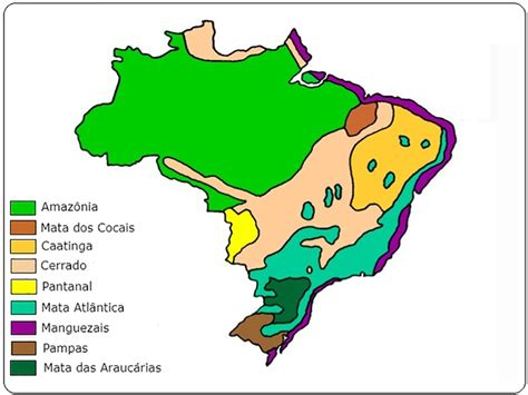 Quais Sao Os Principais Ecossistema Brasileiro