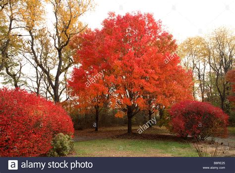 Red Maple Tree In Full Scarlet Color Stock Photo Royalty