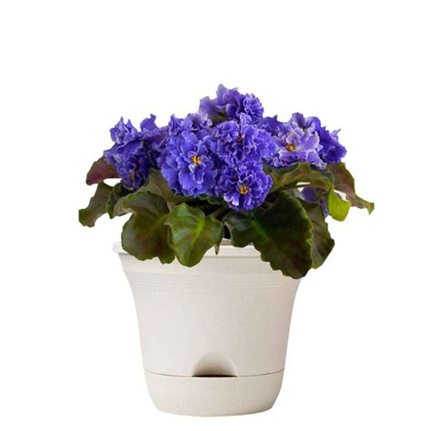 6 Best African Violet Pots 2021 Best Garden Outdoor