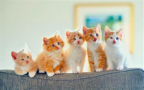 Kittens Hd Wallpapers Backgrounds