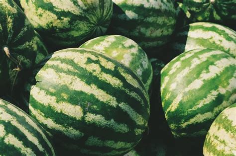Huge Giant Monster Watermelon Seeds Carolina Cross Free Etsy