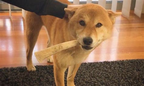 …wonderful story, reckoned we could combine some unrelated data, nonetheless genuinely worth taking a search, whoa did a single discover about shiba inu puppies for sale. Ideas, Formulas and Shortcuts for Shiba Inu Puppies For ...