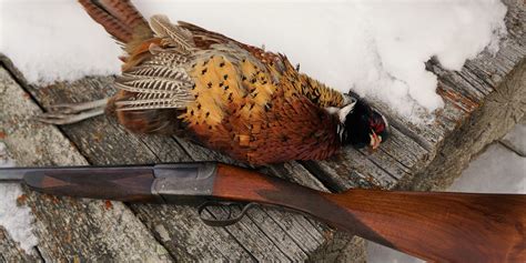 William Evans From Purdeys Single Barrel The Ultimate Grouse Gun