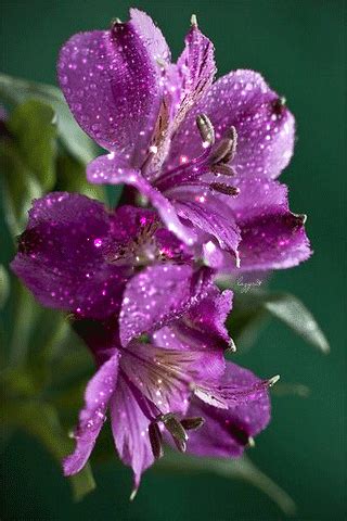 84 animated images of flowers. Beautiful Flowers GIF -Cute Flower GIF Animated Image free ...