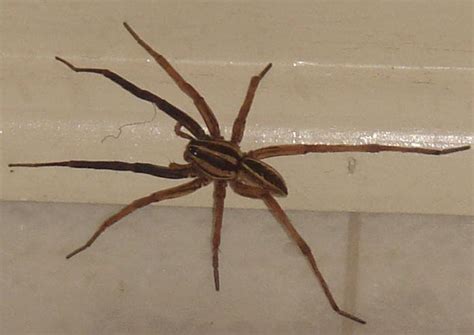 5 Tips How To Get Rid Of Spiders Naturally In The House