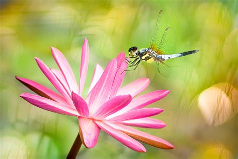 Dragonfly Flower Insect Macro Pink Flower Wallpaper Resolution