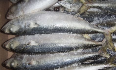 We have found that those using maximum of 4 feathers will generally catch more than those using 6 or more feathers. 5 Guides to Find Mackerel Fish Supplier | Yellowfin Tuna ...