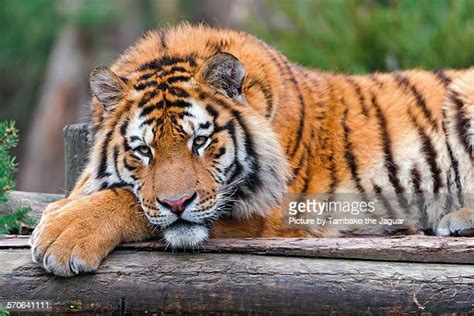 Tired Tiger Photos And Premium High Res Pictures Getty Images