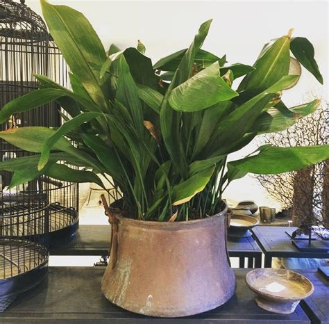 Indoor House Plants And Their Many Benefits