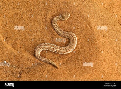 Péringueys Adder Bitis Peringueyi In The Sand Namib Desert Namibia