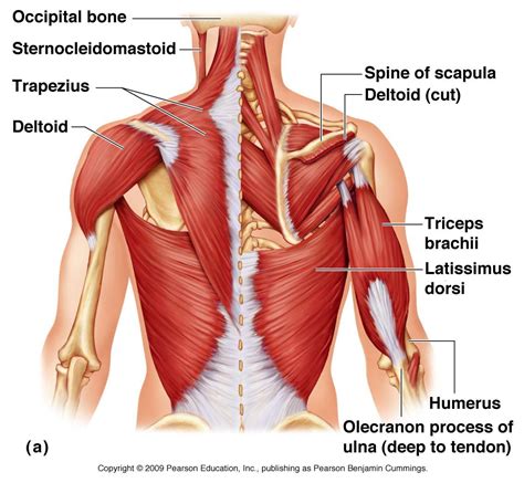 Each of the muscles of the human body is formed by different tissues, which are known as muscle tissues. it is a network of cells that are in charge of giving structure to the organs. Diagram Of Shoulder Tendons | Arm muscle anatomy, Human ...