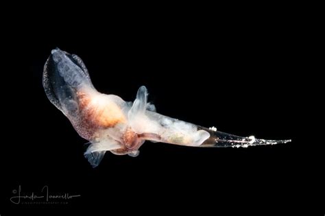 Sea Angel Pteropoda Gymnosomata Notobranchaea Cf Macdonaldi