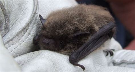 Bat Conservation Trust Bat Conservation Mammals