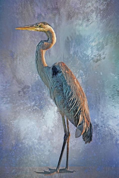 Great Blue Heron Standing Tall Photograph By Hh Photography Of Florida