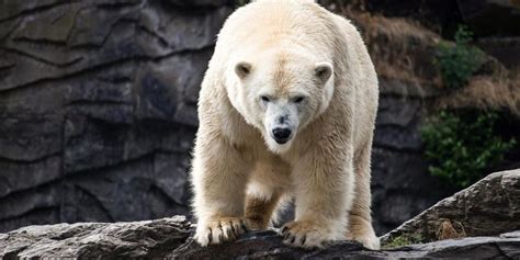 Become a patron of oso polar today: Tenía 22 años: fallece el oso polar más viejo del Reino Unido