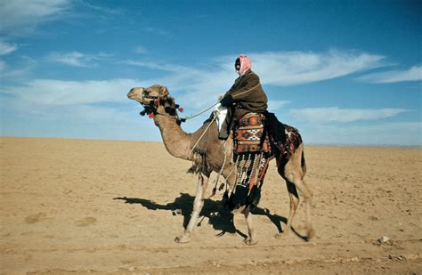 We offer camel courses internationally (& online) to help you establish strong foundational training, trust & mutual respect with camels that will last a lifetime! Camel history and some interesting facts