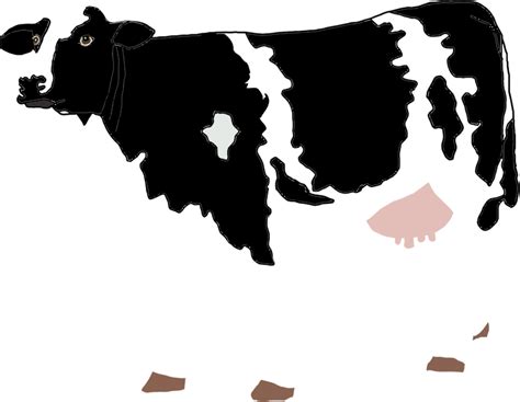 Holstein Friesian cattle Calf Clarabelle Cow Ayrshire cattle Dairy cattle - farm animal png ...