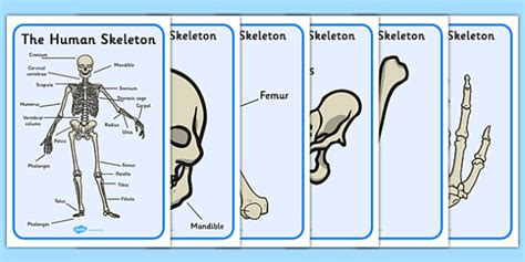 Human Skeleton Display Posters Scientific Names