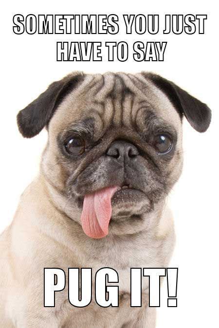 Dog Humor Hilarious Pug Meme 618470961310898919 Funny Dog Memes