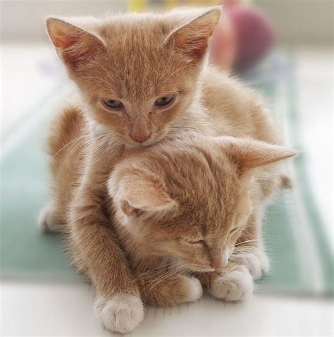 hugging kittens 25 pics