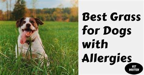 Best Grass For Dogs With Allergies