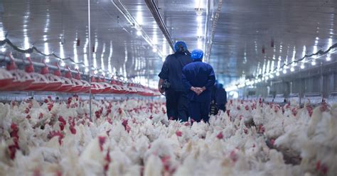 H5n8 is a subtype of the influenza a virus (sometimes called bird flu) and is highly lethal to wild birds and poultry. South Korea confirms H5N8 avian influenza in wild birds | The Poultry Site
