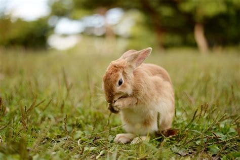 in de vrije natuur ⋆ konijntjes be