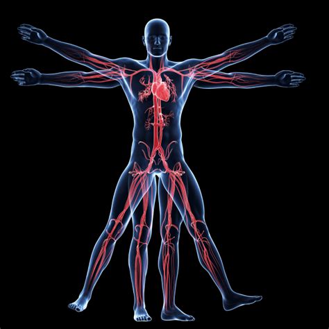 Anatomy And Physiology Advanced Diploma Online Academies